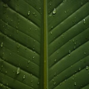 Preview wallpaper leaf, drops, wet, veins, macro, closeup