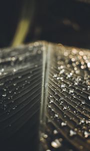 Preview wallpaper leaf, drops, wet, macro