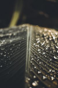 Preview wallpaper leaf, drops, wet, macro