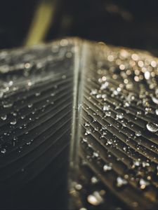 Preview wallpaper leaf, drops, wet, macro