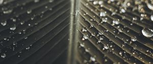 Preview wallpaper leaf, drops, wet, macro
