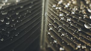 Preview wallpaper leaf, drops, wet, macro