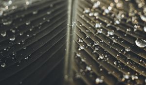 Preview wallpaper leaf, drops, wet, macro