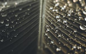 Preview wallpaper leaf, drops, wet, macro