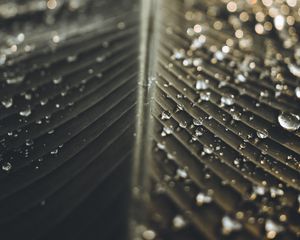 Preview wallpaper leaf, drops, wet, macro