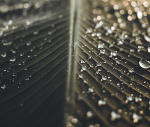 Preview wallpaper leaf, drops, wet, macro