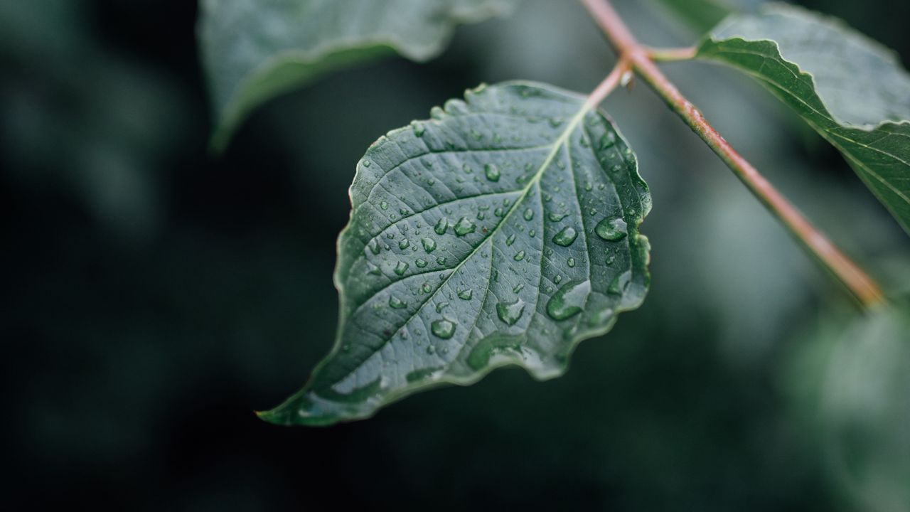 Wallpaper leaf, drops, wet, branch, macro