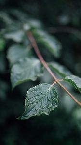 Preview wallpaper leaf, drops, wet, branch, macro