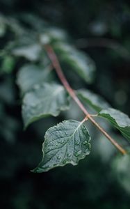 Preview wallpaper leaf, drops, wet, branch, macro