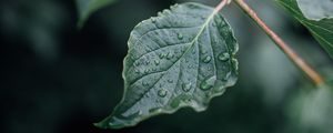 Preview wallpaper leaf, drops, wet, branch, macro