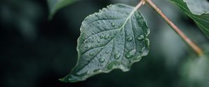 Preview wallpaper leaf, drops, wet, branch, macro
