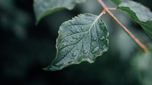 Preview wallpaper leaf, drops, wet, branch, macro