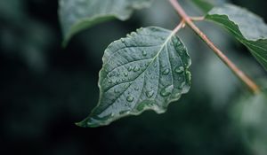 Preview wallpaper leaf, drops, wet, branch, macro