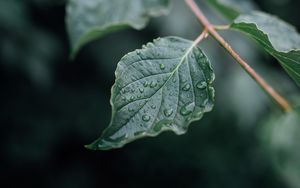 Preview wallpaper leaf, drops, wet, branch, macro