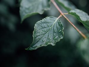 Preview wallpaper leaf, drops, wet, branch, macro