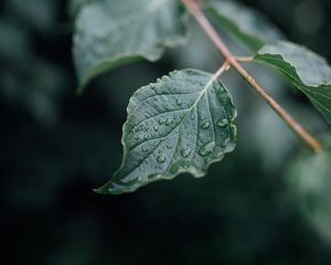 Preview wallpaper leaf, drops, wet, branch, macro