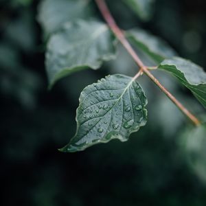 Preview wallpaper leaf, drops, wet, branch, macro