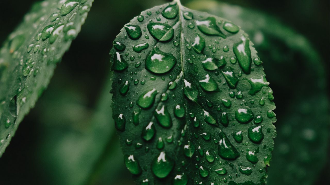 Wallpaper leaf, drops, wet, water