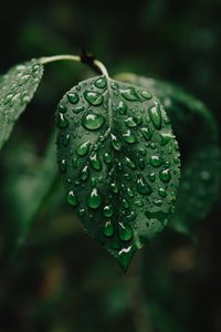 Preview wallpaper leaf, drops, wet, water