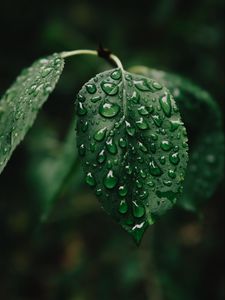 Preview wallpaper leaf, drops, wet, water