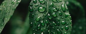 Preview wallpaper leaf, drops, wet, water