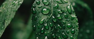 Preview wallpaper leaf, drops, wet, water