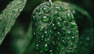 Preview wallpaper leaf, drops, wet, water