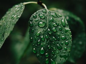 Preview wallpaper leaf, drops, wet, water