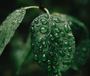 Preview wallpaper leaf, drops, wet, water