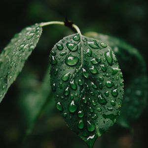 Preview wallpaper leaf, drops, wet, water