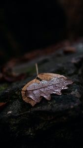 Preview wallpaper leaf, drops, wet, macro, autumn