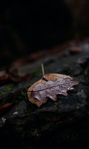 Preview wallpaper leaf, drops, wet, macro, autumn