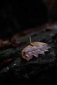 Preview wallpaper leaf, drops, wet, macro, autumn