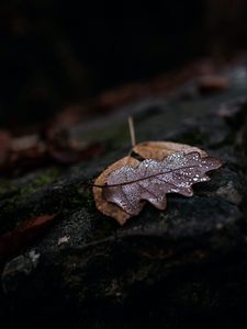 Preview wallpaper leaf, drops, wet, macro, autumn