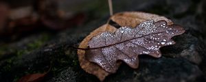 Preview wallpaper leaf, drops, wet, macro, autumn