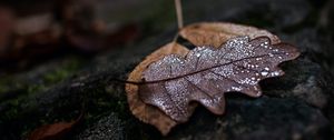 Preview wallpaper leaf, drops, wet, macro, autumn