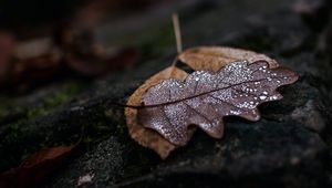 Preview wallpaper leaf, drops, wet, macro, autumn