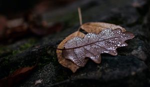 Preview wallpaper leaf, drops, wet, macro, autumn