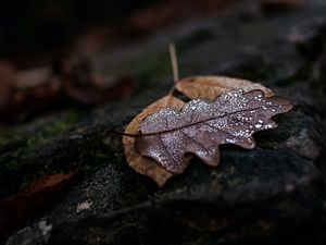Preview wallpaper leaf, drops, wet, macro, autumn