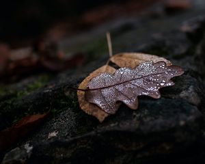 Preview wallpaper leaf, drops, wet, macro, autumn