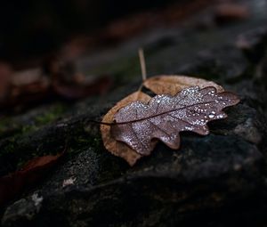 Preview wallpaper leaf, drops, wet, macro, autumn