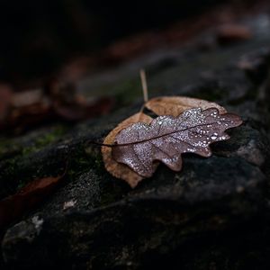 Preview wallpaper leaf, drops, wet, macro, autumn