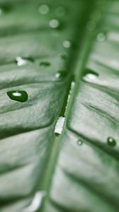 Preview wallpaper leaf, drops, wet, green, surface, macro