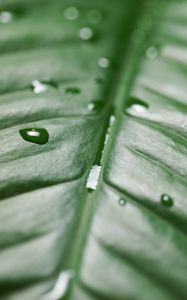 Preview wallpaper leaf, drops, wet, green, surface, macro