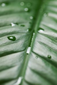 Preview wallpaper leaf, drops, wet, green, surface, macro