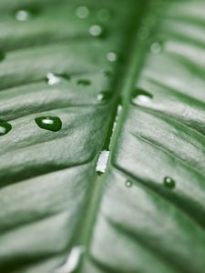 Preview wallpaper leaf, drops, wet, green, surface, macro