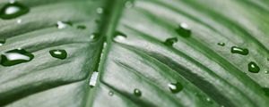 Preview wallpaper leaf, drops, wet, green, surface, macro