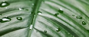 Preview wallpaper leaf, drops, wet, green, surface, macro