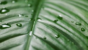 Preview wallpaper leaf, drops, wet, green, surface, macro
