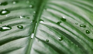 Preview wallpaper leaf, drops, wet, green, surface, macro